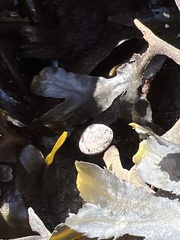 Steromphala umbilicalis