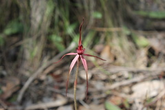 Caladenia clavescens