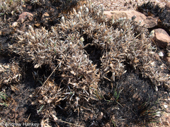 Helichrysum chionosphaerum