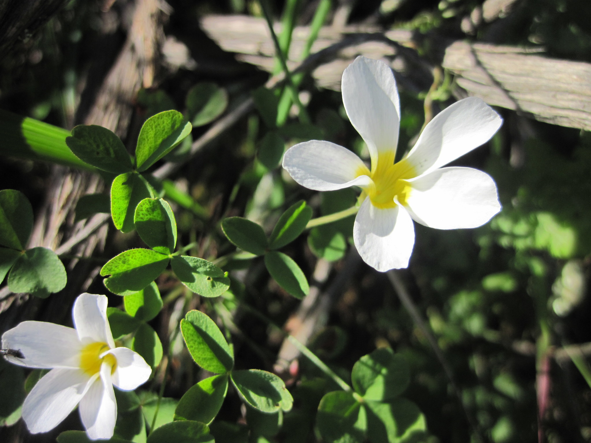 Oxalis tenella Jacq.