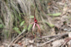 Caladenia clavescens