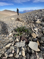 Salix arctica