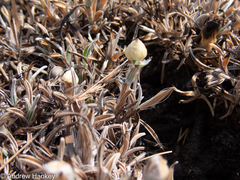 Helichrysum chionosphaerum