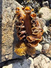 Saccorhiza polyschides