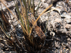 Spilostethus rivularis