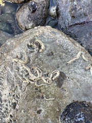 Spirobranchus triqueter