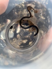 Nerophis lumbriciformis