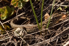 Lacerta agilis exigua