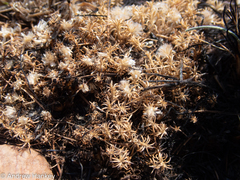 Helichrysum caespititium