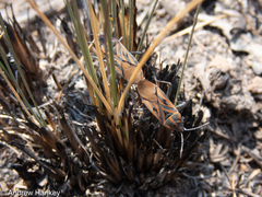 Spilostethus rivularis