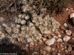 Helichrysum cerastioides