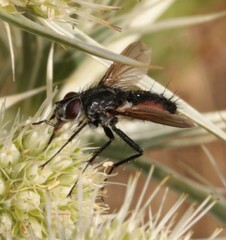 Eriothrix rufomaculata