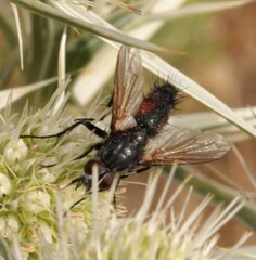 Eriothrix rufomaculata