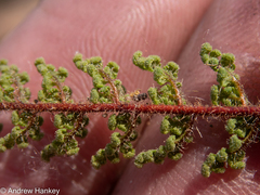Cheilanthes hirta