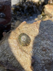Cellana