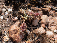 Ledebouria inquinata