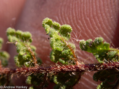 Cheilanthes hirta