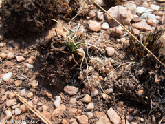 Ledebouria inquinata