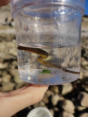 Nerophis lumbriciformis