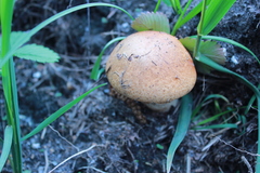 Leccinum aurantiacum