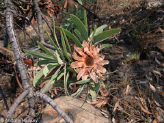 Protea caffra caffra