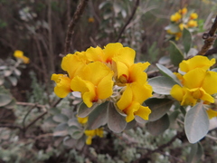 Stirtonanthus taylorianus