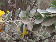 Stirtonanthus taylorianus