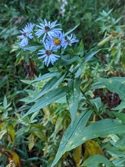Symphyotrichum firmum