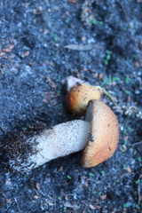 Leccinum aurantiacum