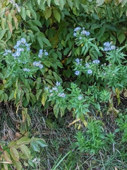 Symphyotrichum firmum