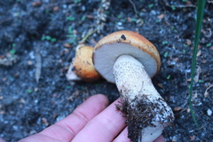 Leccinum aurantiacum