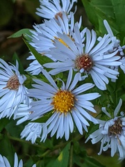 Symphyotrichum firmum