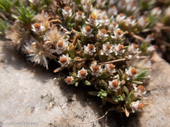 Helichrysum caespititium