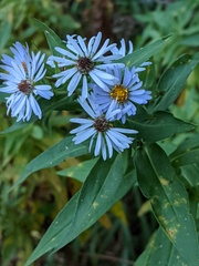 Symphyotrichum firmum
