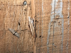 Cucullia convexipennis