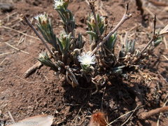 Delosperma herbeum