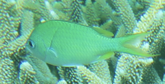 Chromis viridis