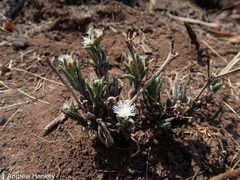 Delosperma herbeum