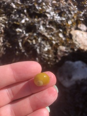 Littorina