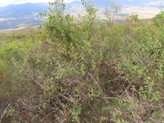 Halleria lucida