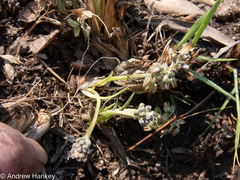 Ledebouria leptophylla