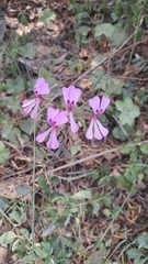 Pelargonium peltatum