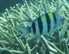 Abudefduf vaigiensis