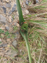 Colchicum eucomoides