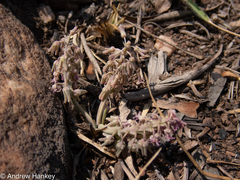 Ledebouria leptophylla