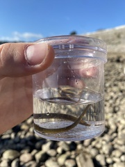 Nerophis lumbriciformis