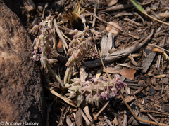 Ledebouria leptophylla