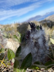 Salix arctica