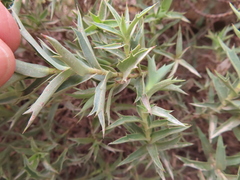 Cliffortia