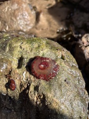 Actinia fragacea